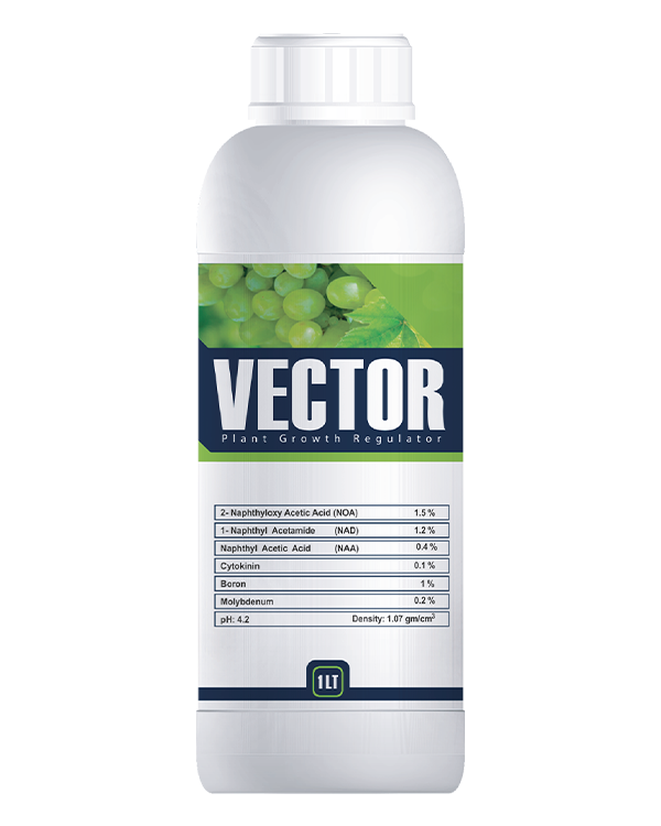 Vector