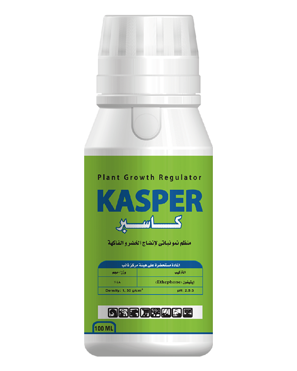 Kasper