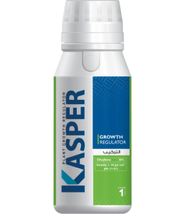 Kasper