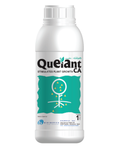 Quelant-ca (1)