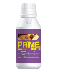 Prime root plus